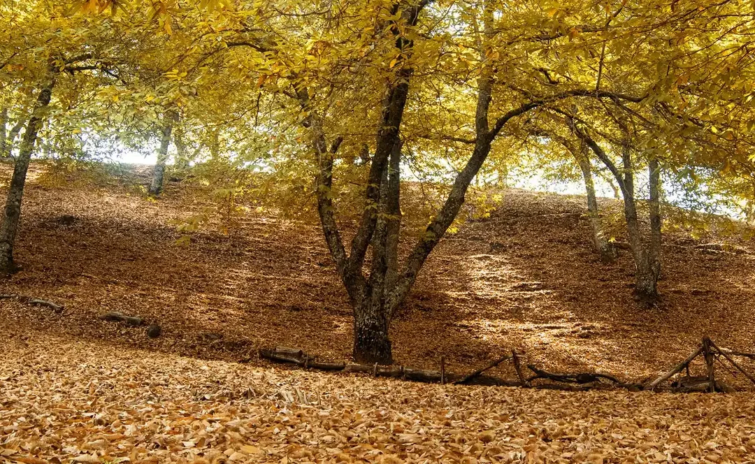 El famoso «Bosque de Cobre» comienza a teñir el Valle del Genal en «La Serranía de Ronda».